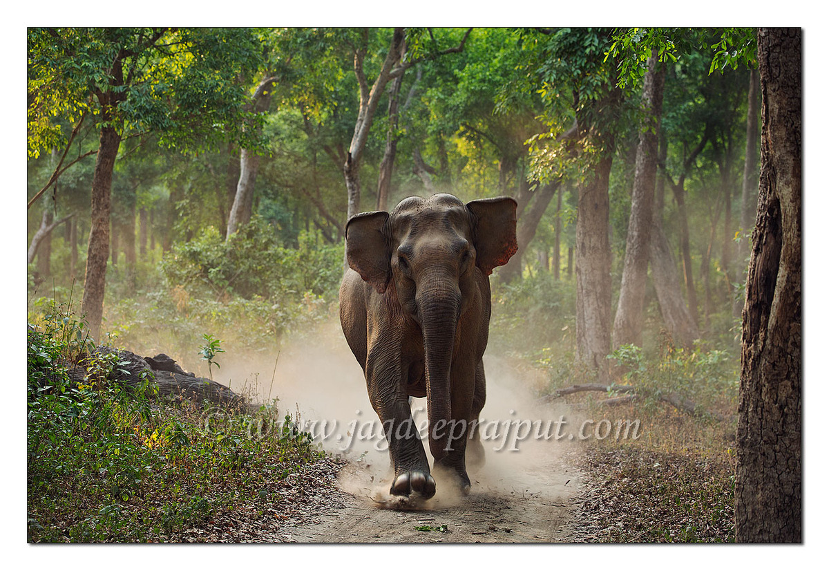 HAPPY WORLD ELEPHANT DAY