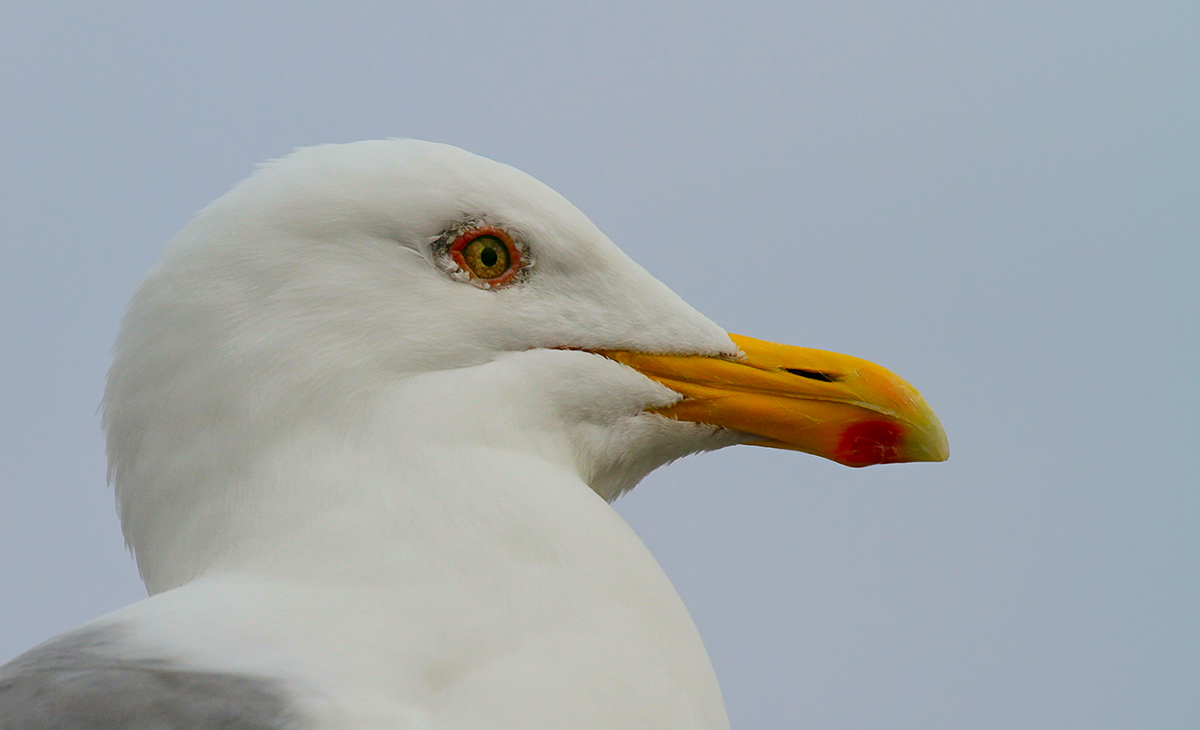 Gull's Eye +repost of enlarged eye