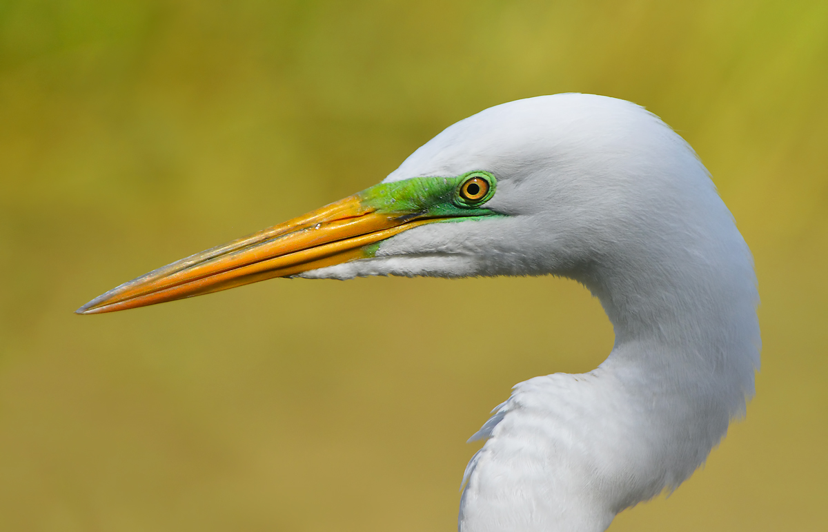 Great Egret 