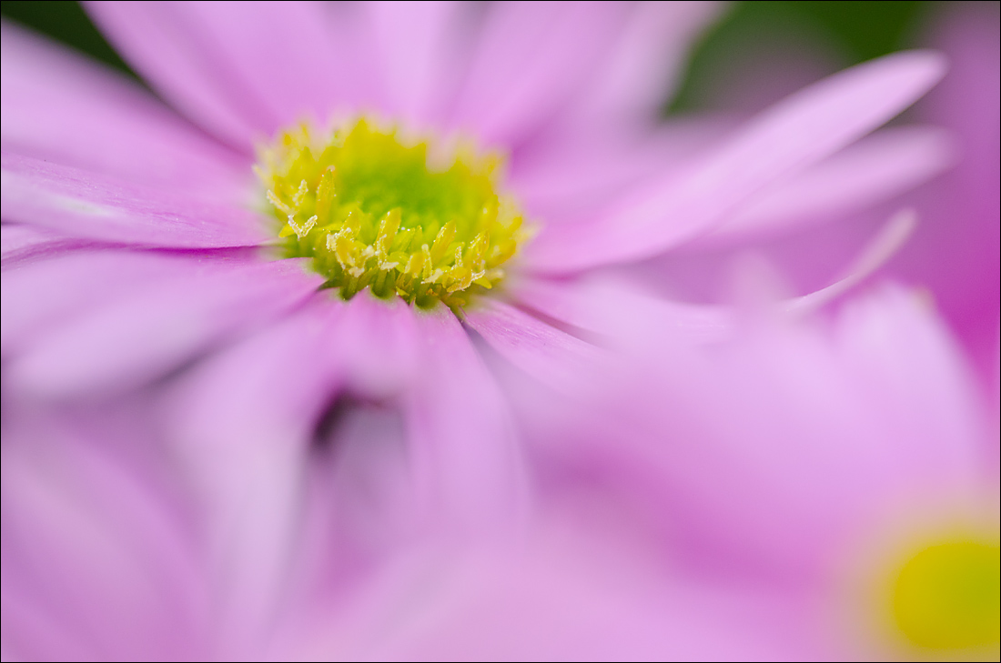 Pink Brachycome 1