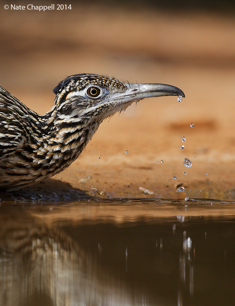 Roadrunner Drinking
