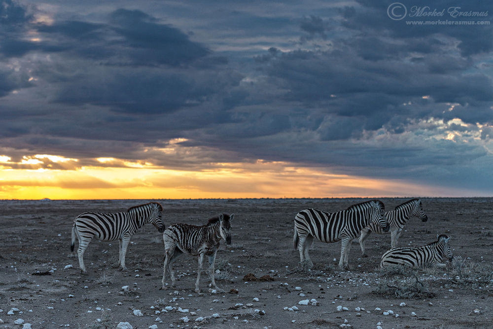 Dawn of the Striped Ones