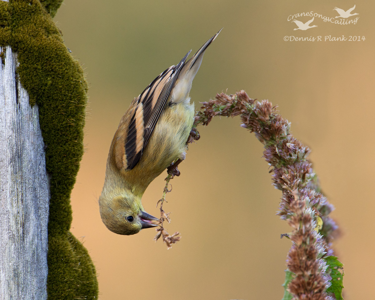 Late Summer Goldfinch