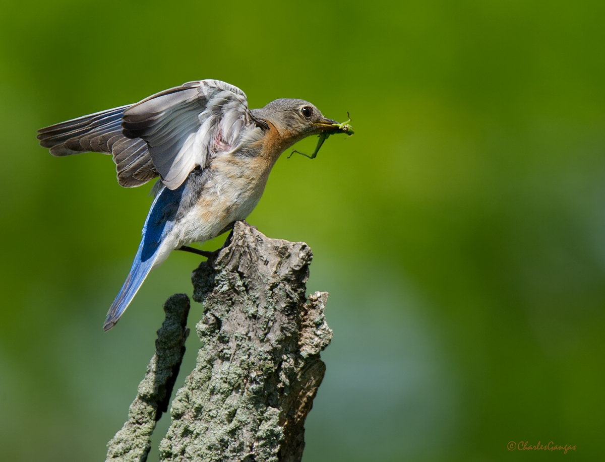 Eastern Bluebird Fm