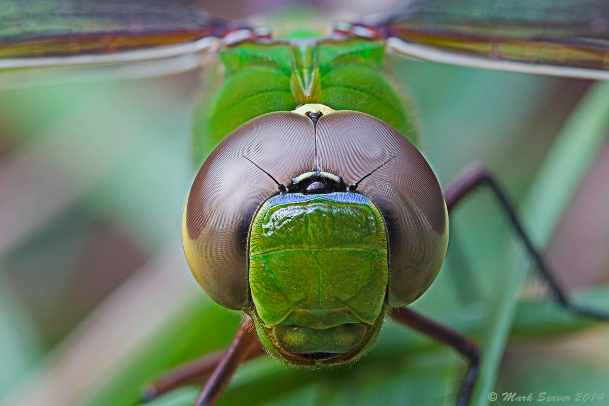 Darner Eyes 2