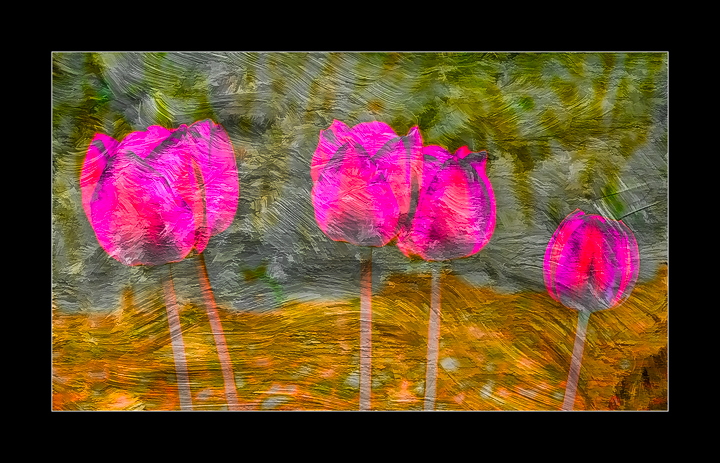 Tulips with Texture