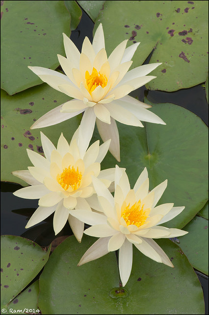 Waterlilies