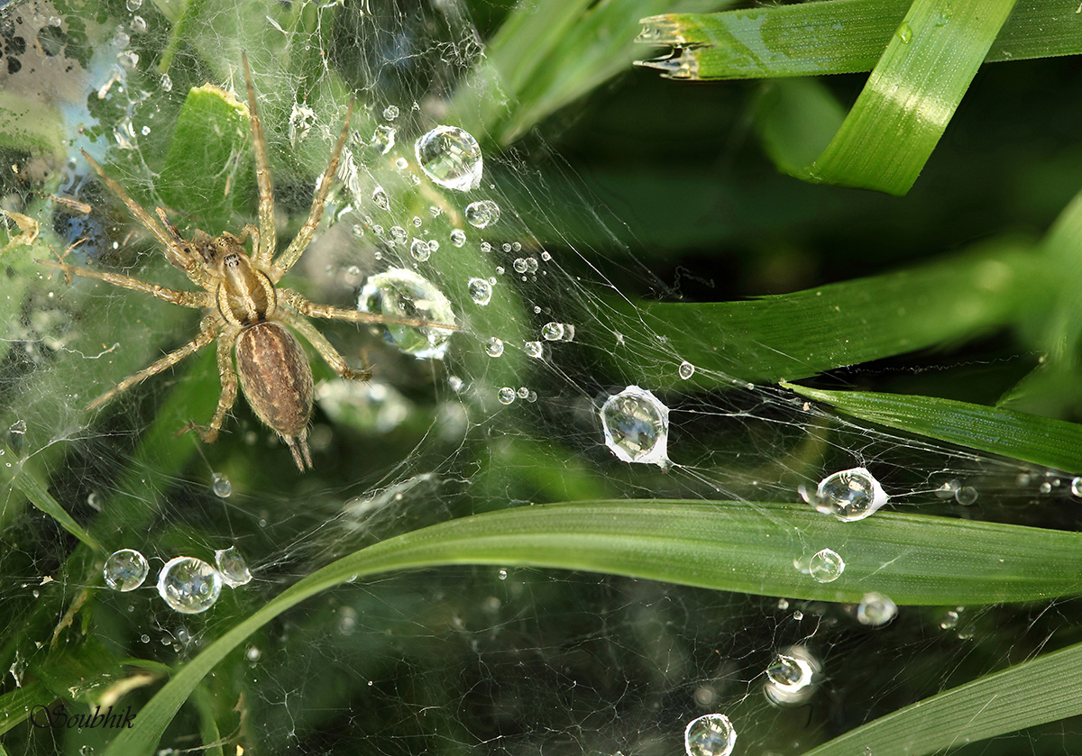 Spider web 2