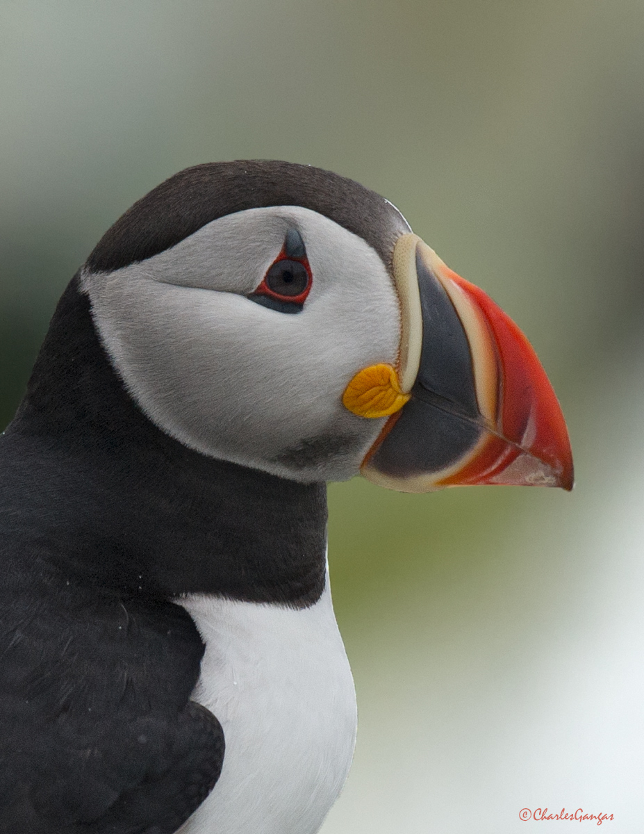 Atlantic Puffin_WC