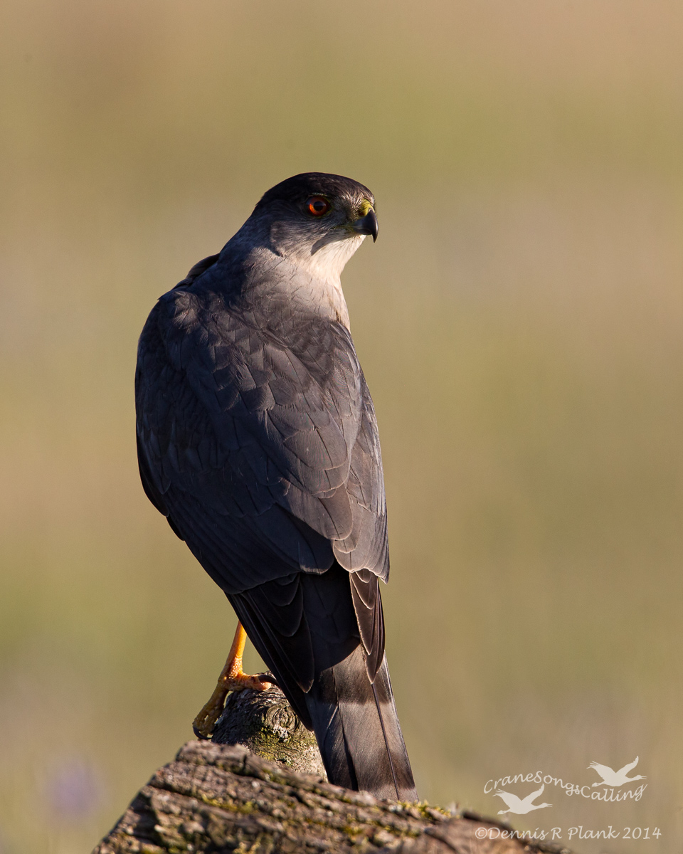 Sharp-shinned Hawk