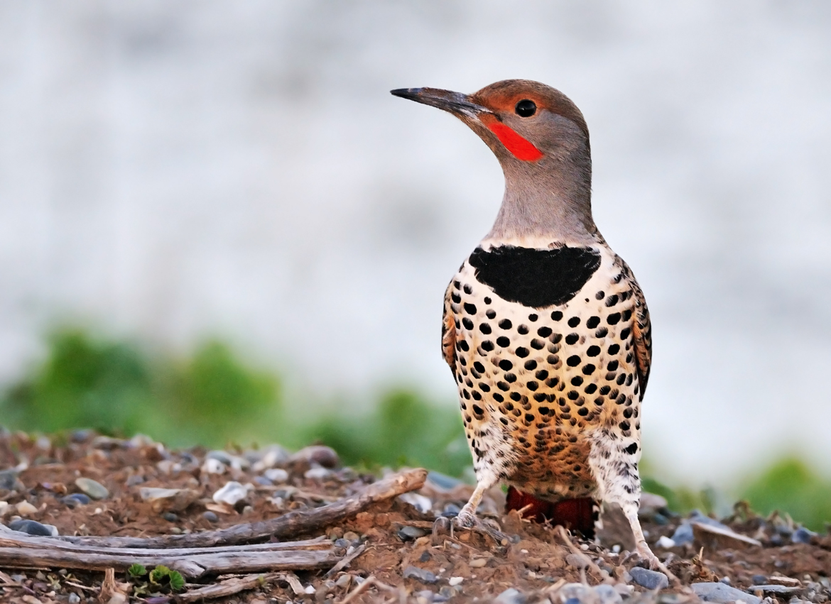 Northern Flicker