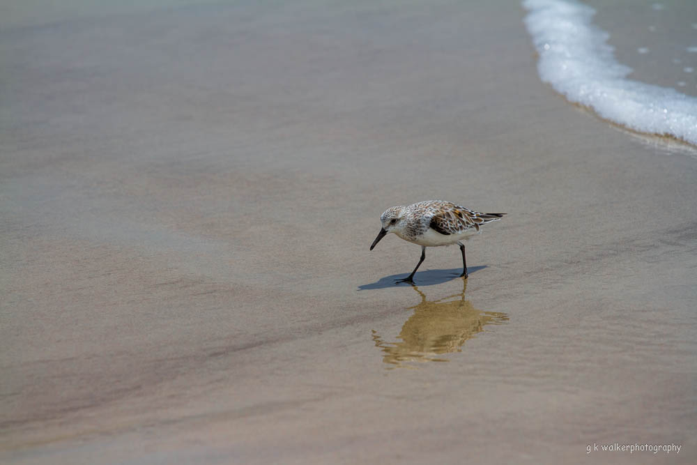 Sanderling & Wave