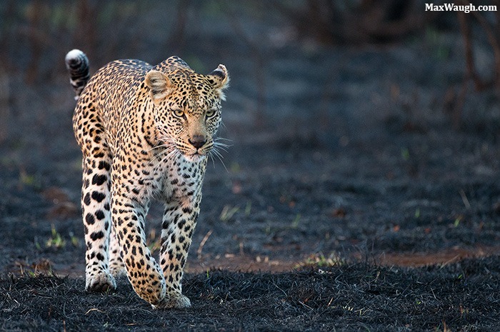 Leopard in the Burn