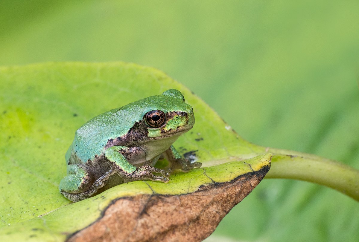 Cute & Green on Milkweed