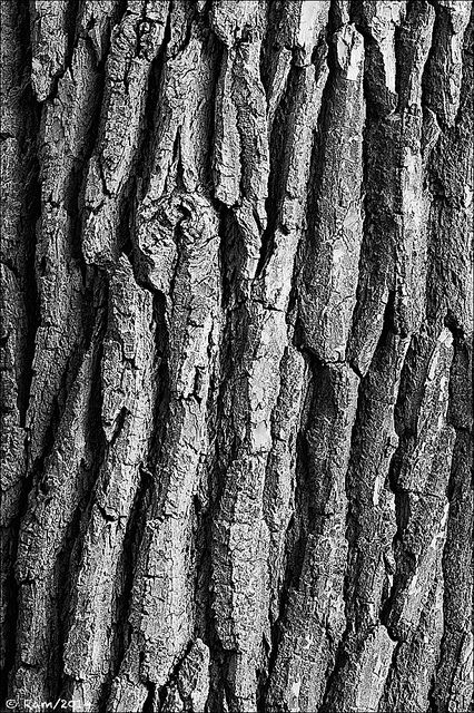 Tree Bark