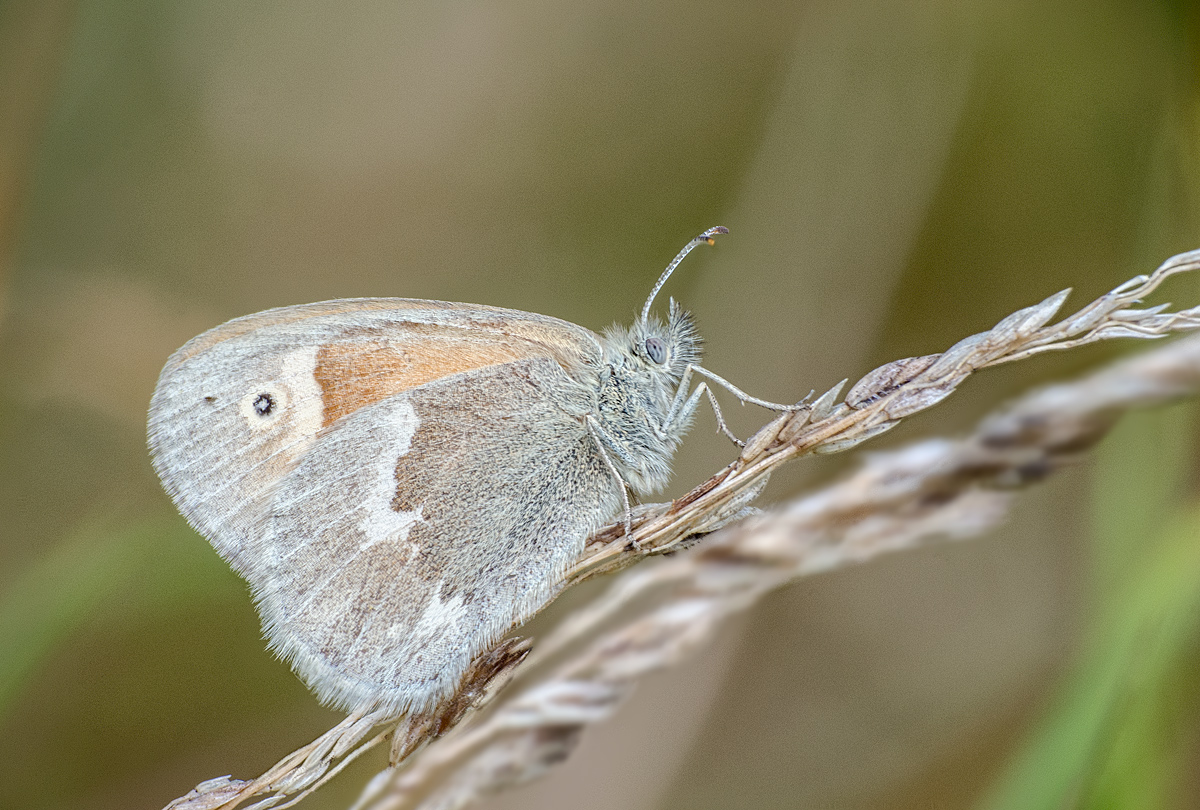 Common Ringlet