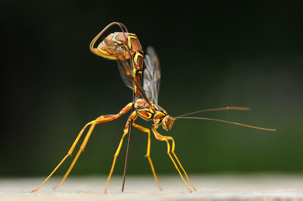 Giant Ichneumon Wasp