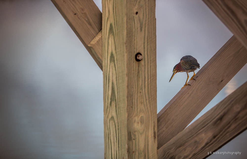 Green Heron on the Hunt