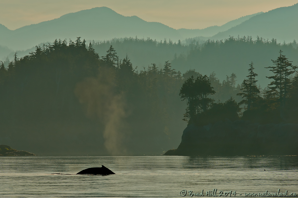 One Whale of a Morning