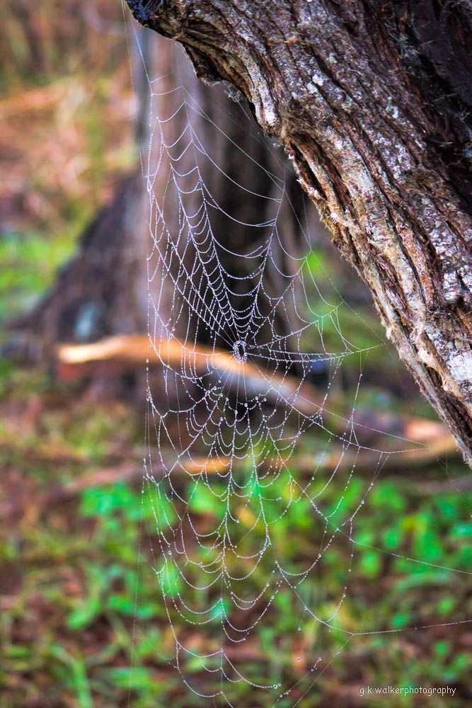 The Web, no not that web