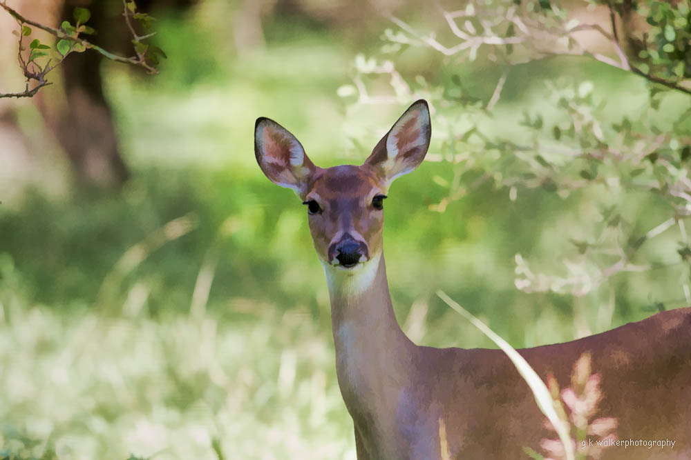 Rendition of Doe