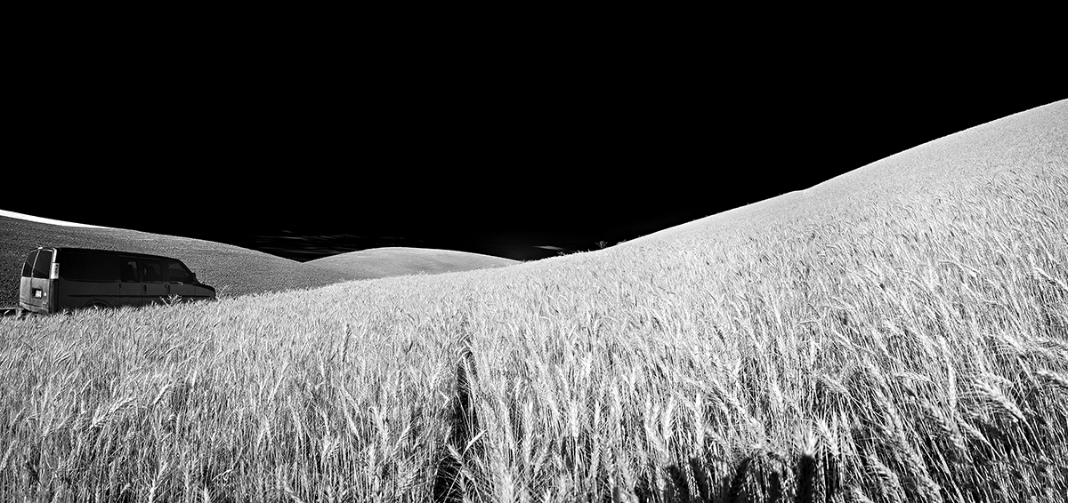 Harvest Wheat