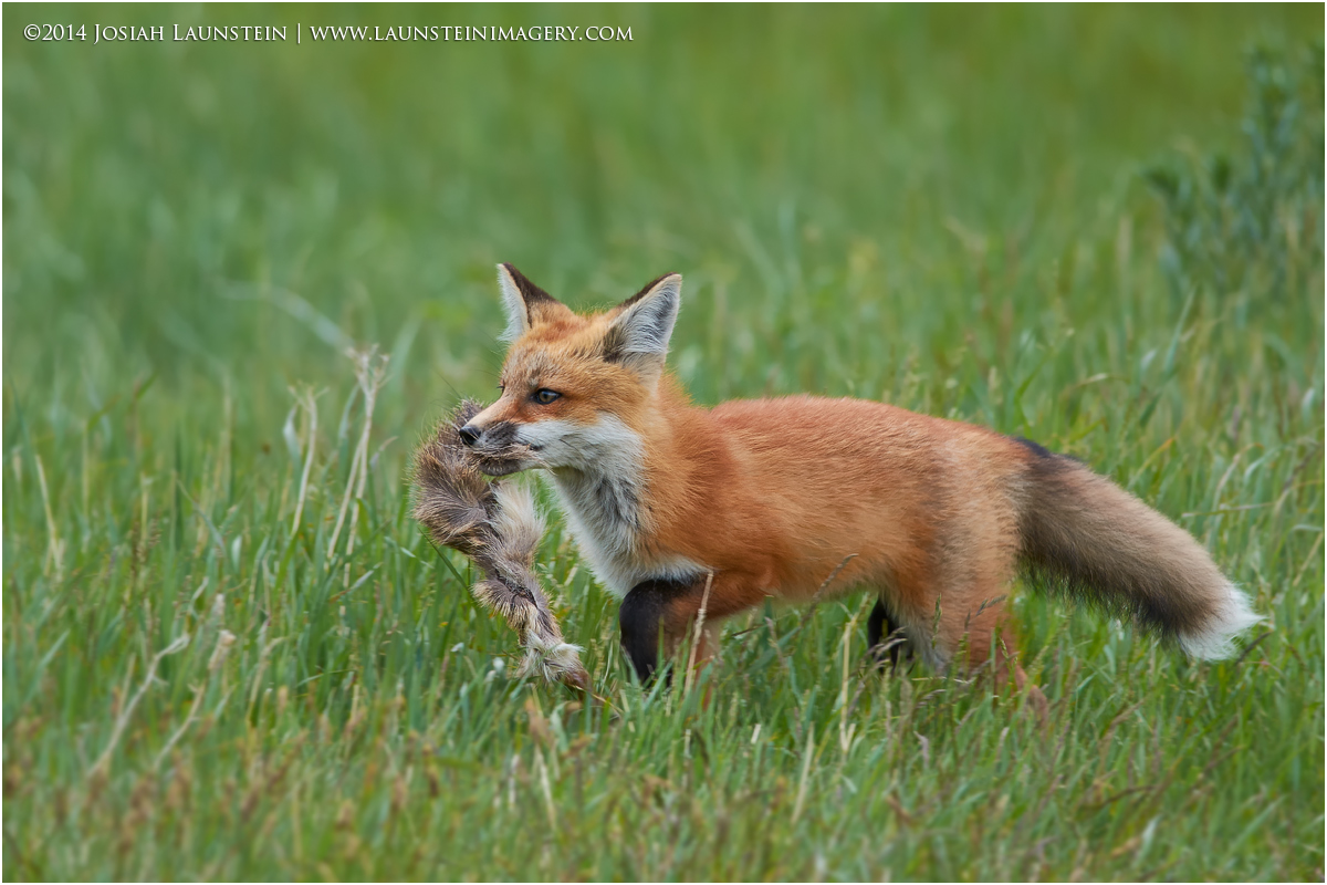 Fox Kit with Prize
