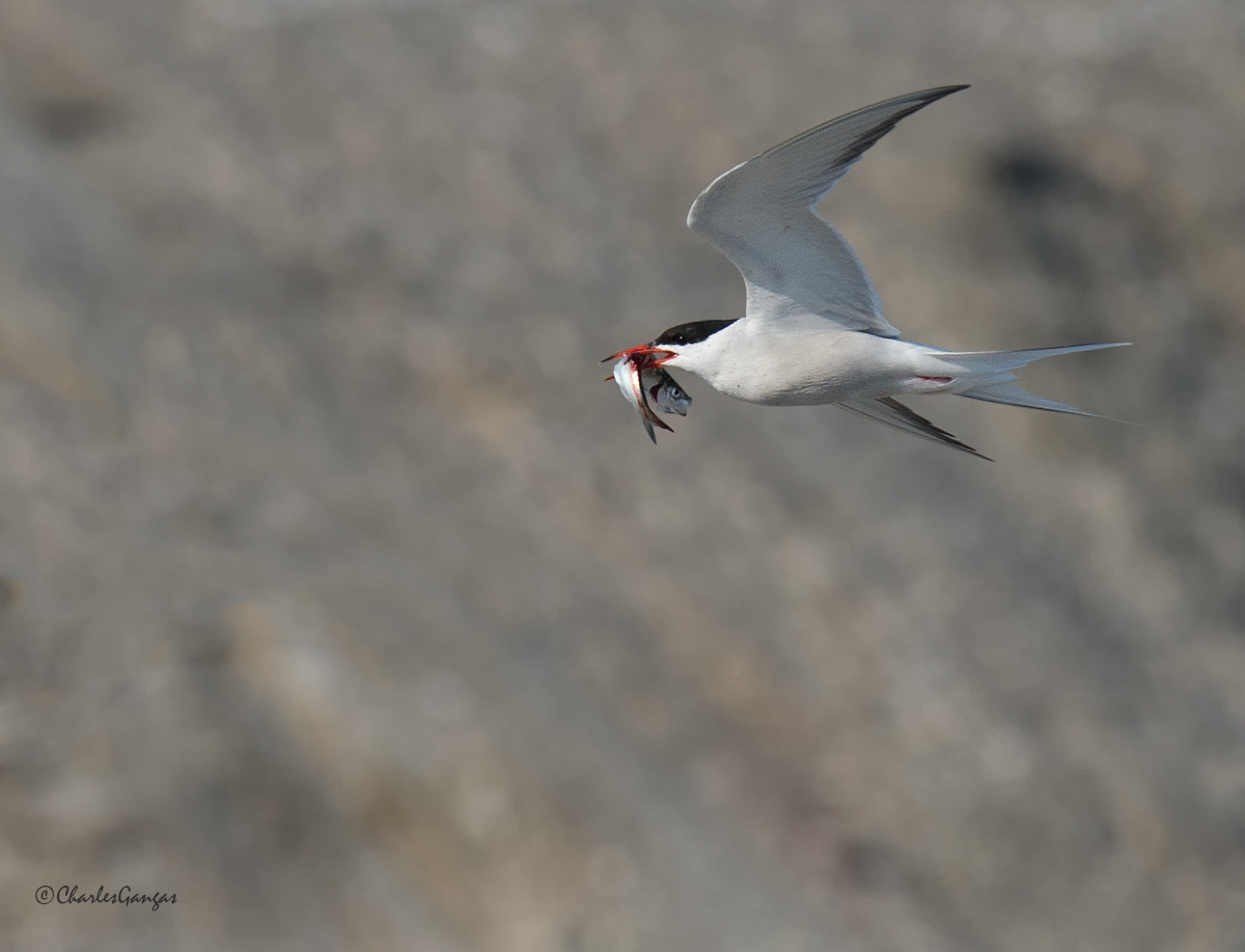 Common Tern