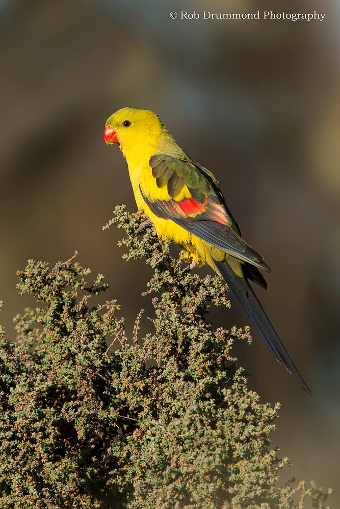 Regent Parrot