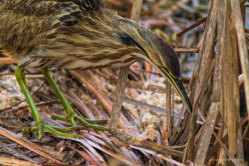 American Bittern