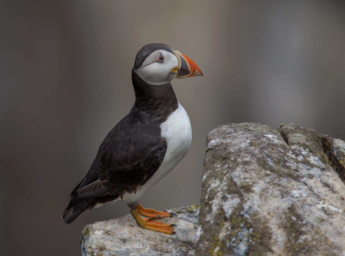 Lovely puffin