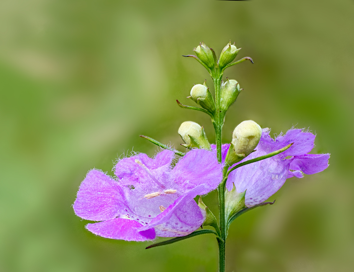 Purple False Foxglove
