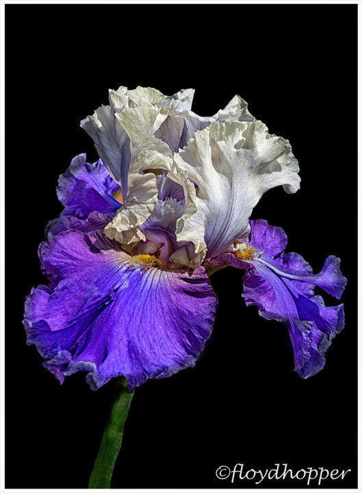 Purple and White Iris