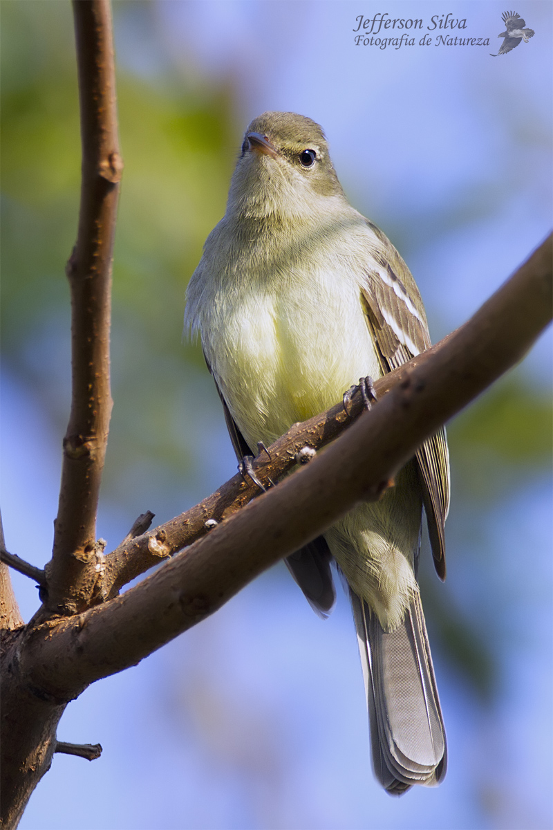 Highland Elaenia