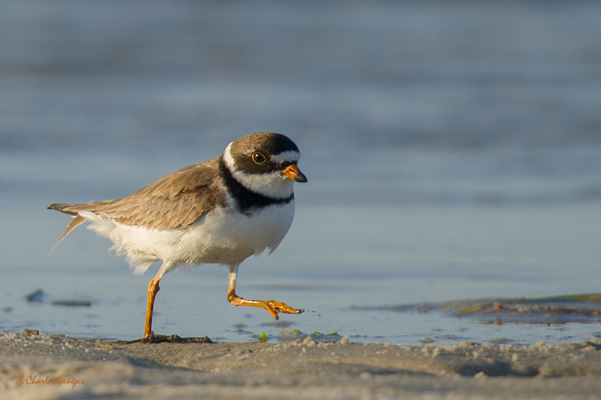 Semipalmated Plover