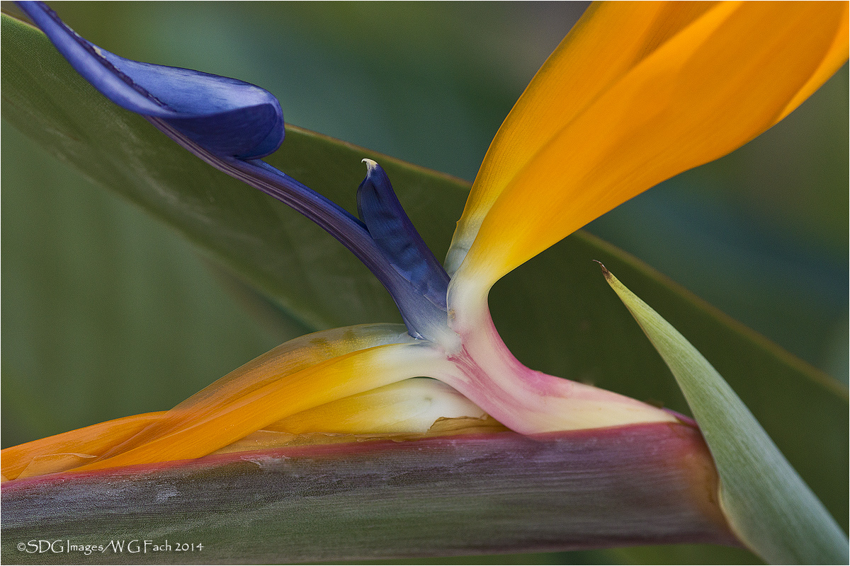 Plumage