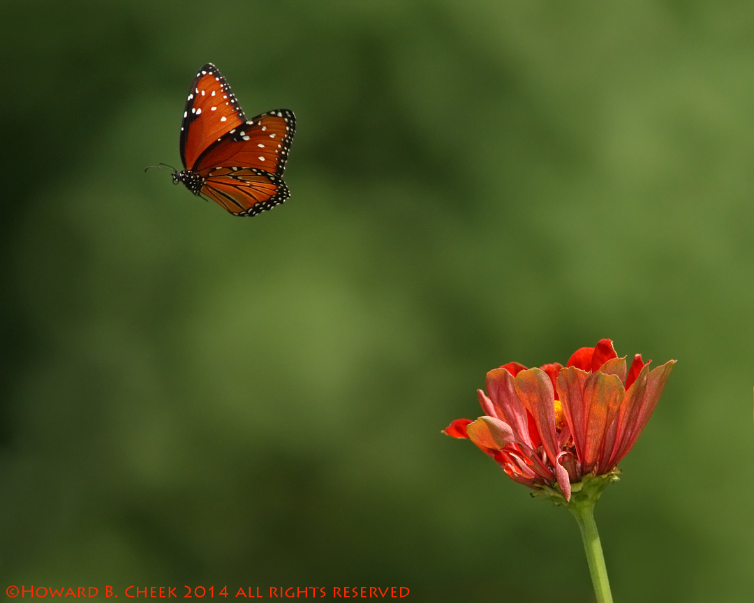 Flight of the Queen