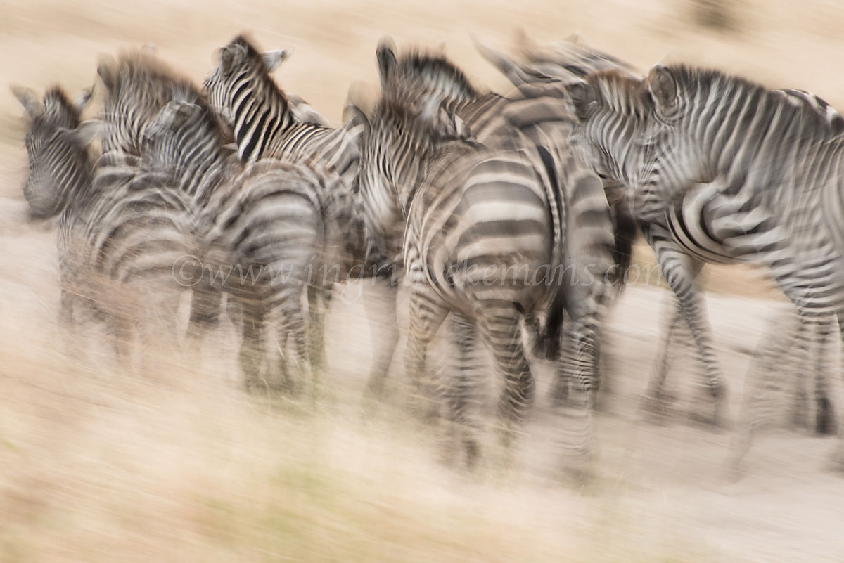 Stampede