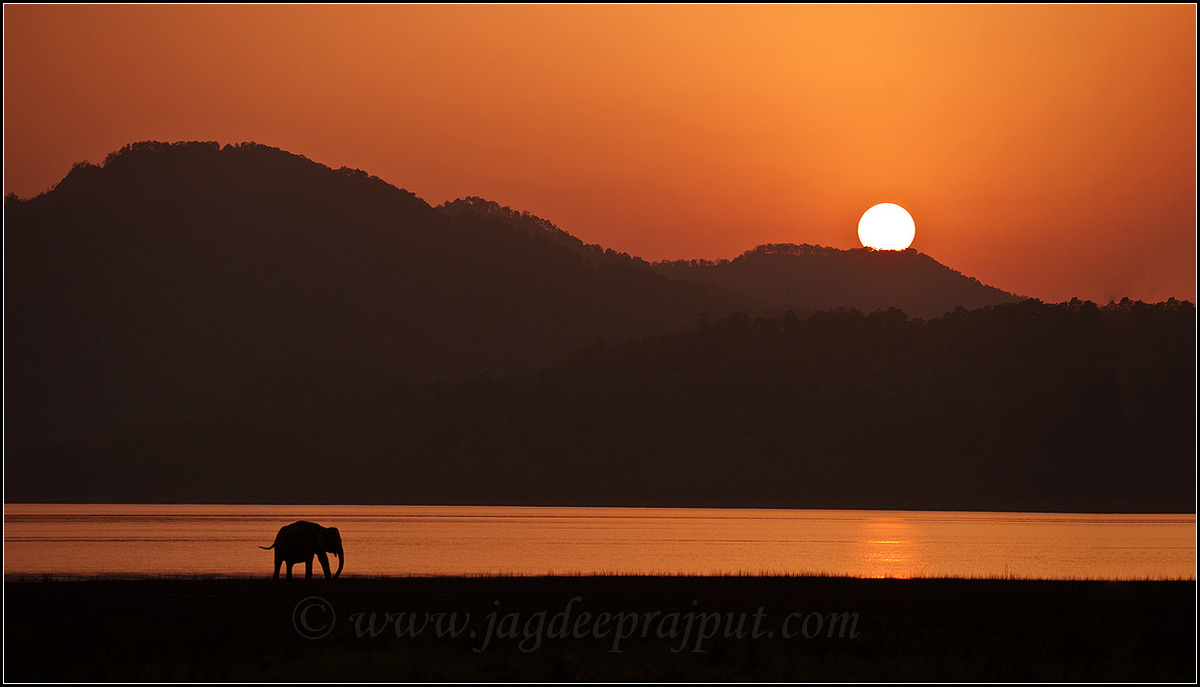 Indian Elephant at sunset