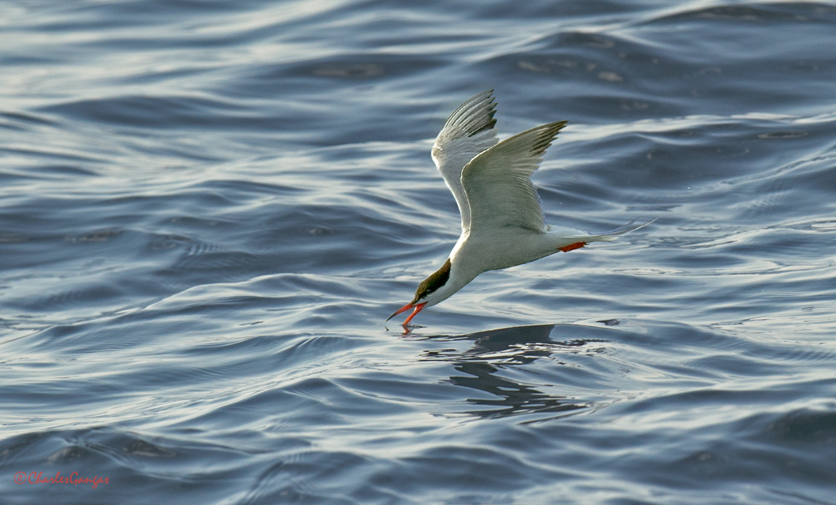 Common...fishing
