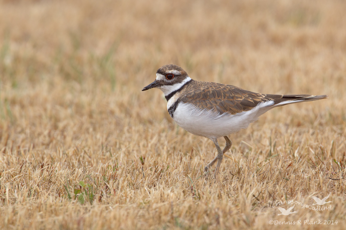 Killdeer