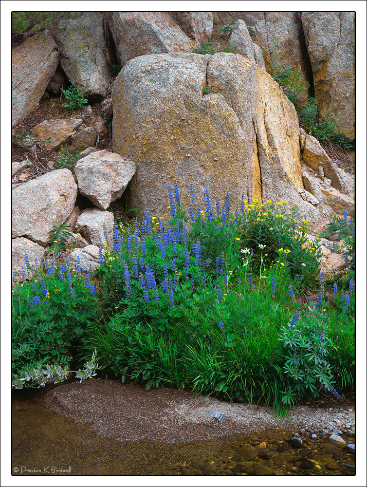 Rock Garden