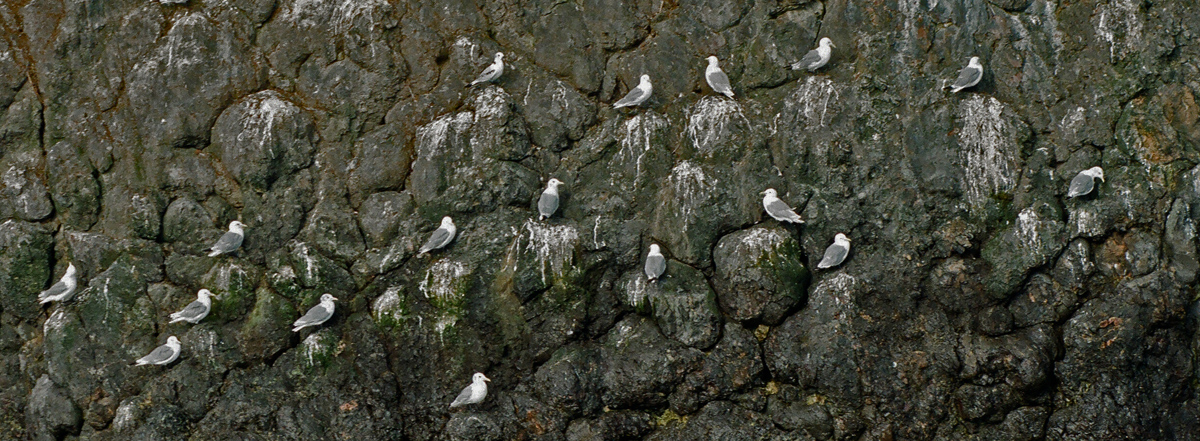 A steep roosting place