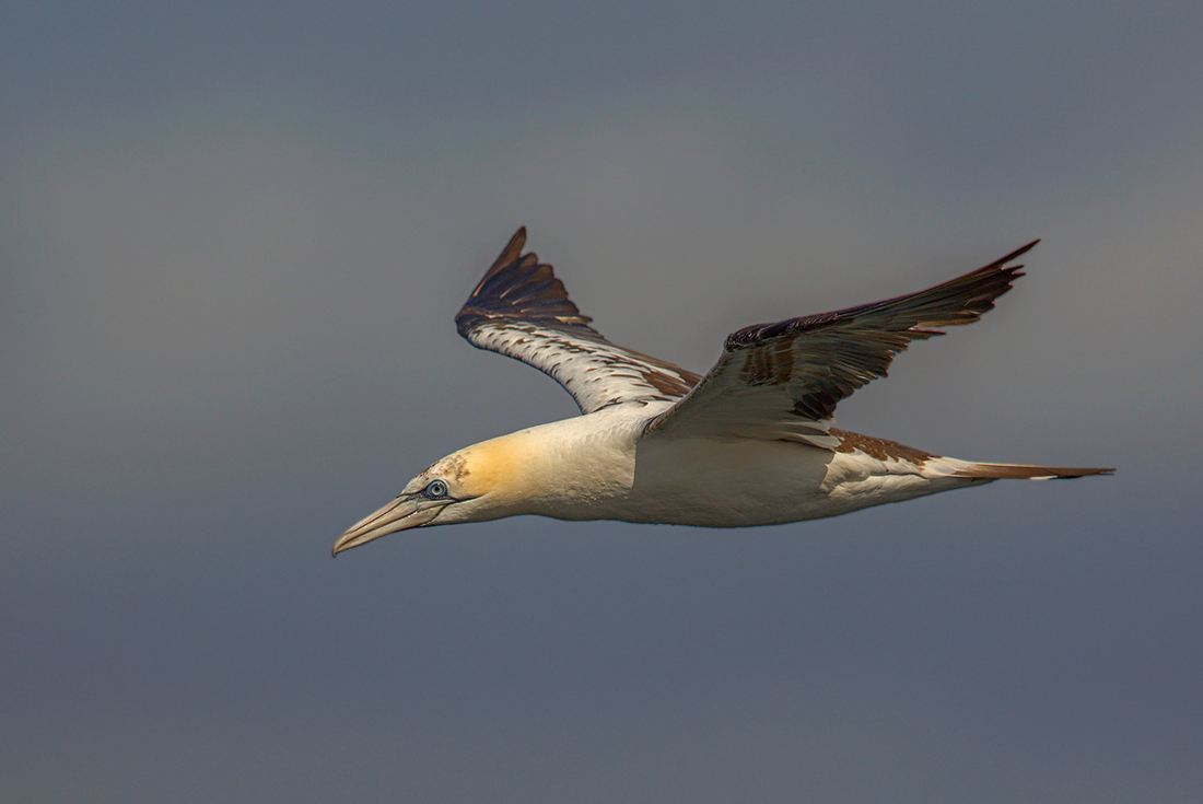 Gannet