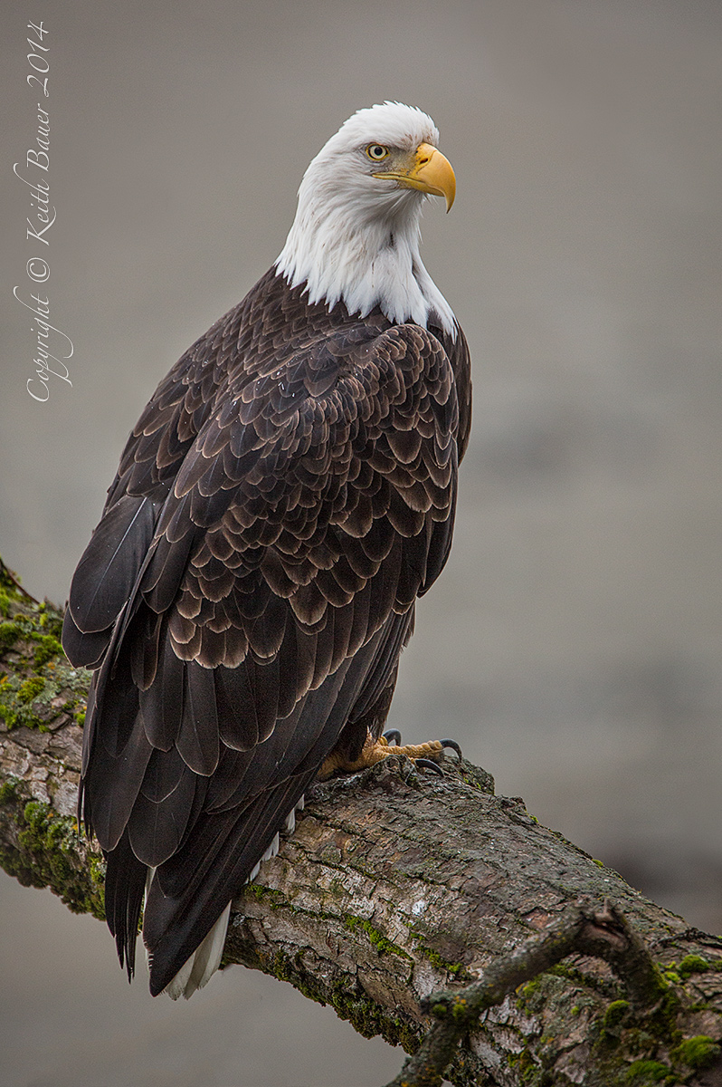 Eagle Portrait