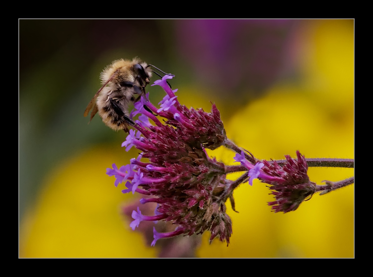Bumblebee #2