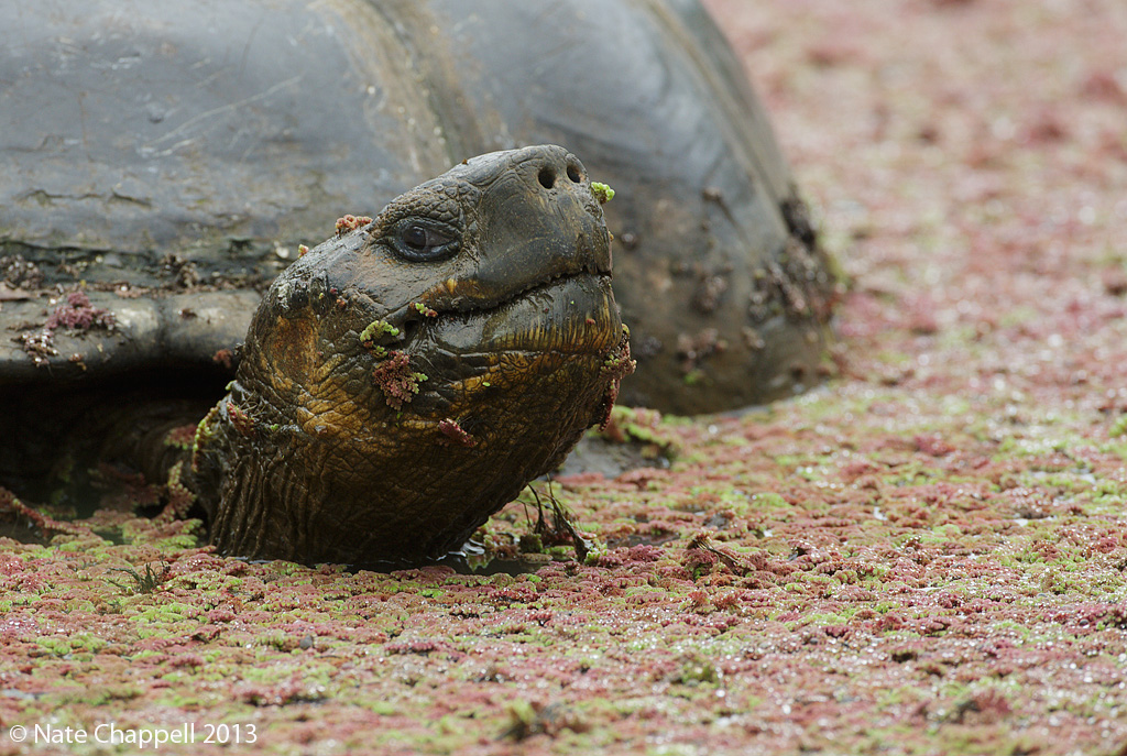 Galapagos Tortoise + Repost