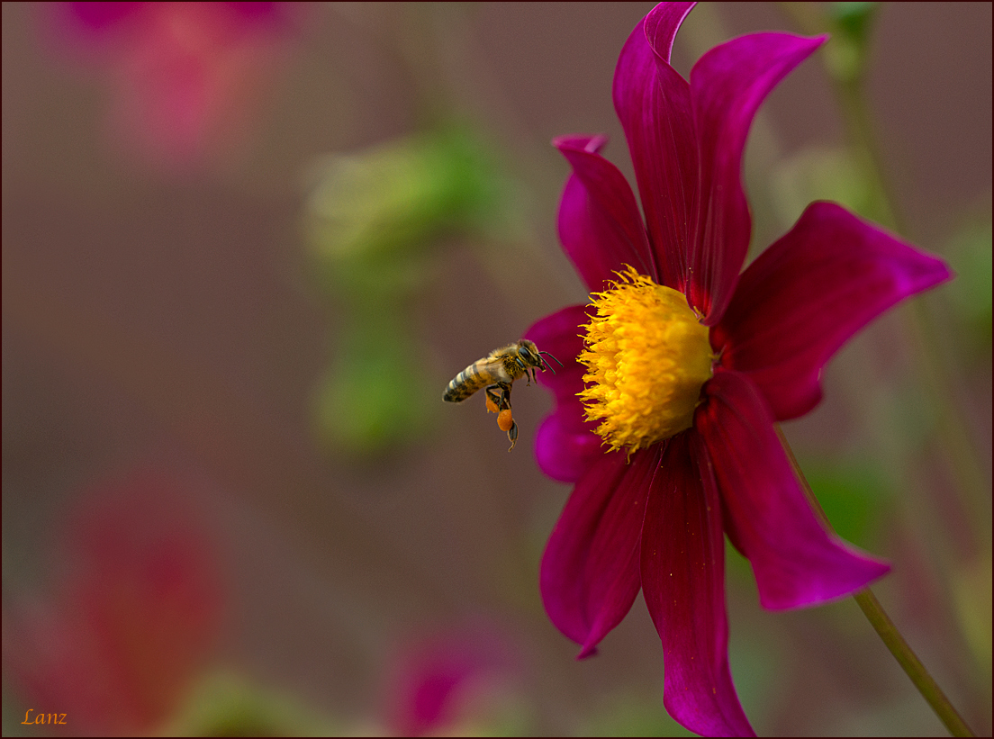 Pollen Pick-up