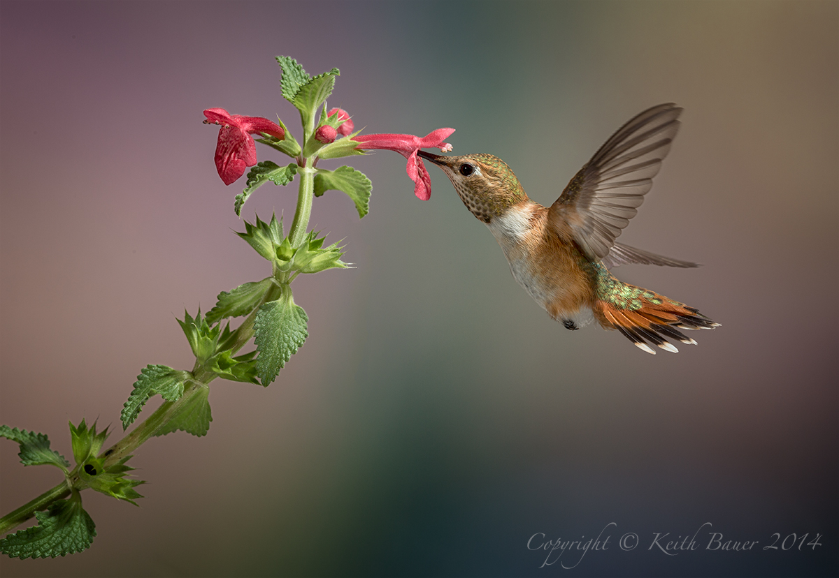 Female Rufous 