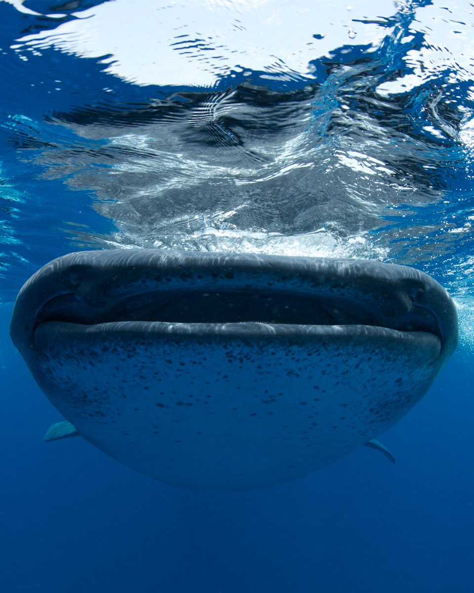 Whale Shark